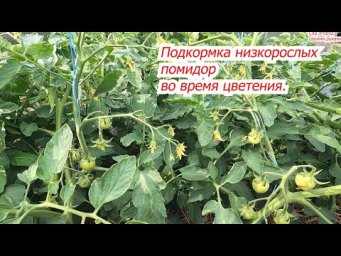 Кормим низкорослые томаты, чтобы не сбрасывали завязи.