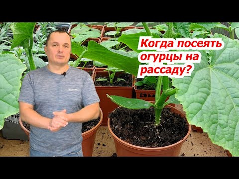 Когда сеять огурцы на рассаду- как не ошибиться со сроками посева. Когда сеять огурцы на рассаду- как не ошибиться со сроками посева.