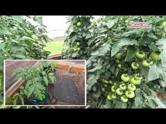 Кальциевая подкормка томатов от вершинной гнили.