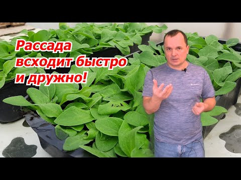 Начинаем новый сезон посева рассады. Что сеем в первую очередь. Начинаем новый сезон посева рассады. Что сеем в первую очередь.