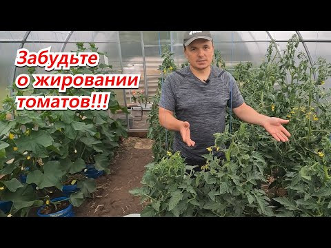 Жируют томаты? Два простых действия это исправить! Сохраните урожай! Жируют томаты? Два простых действия это исправить! Сохраните урожай!