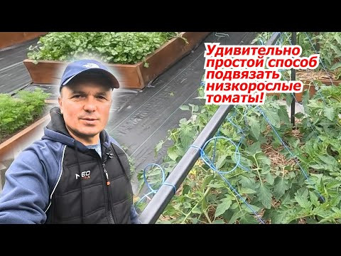 Просто и быстро- подвязывание низкорослых томатов!