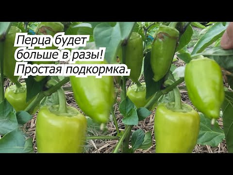 Подкормка сладкого перца, от которой урожая будет ну просто завались! Подкормка сладкого перца, от которой урожая будет ну просто завались!