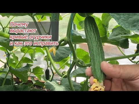 Чем подкормить огурцы, чтобы они не были кривыми!