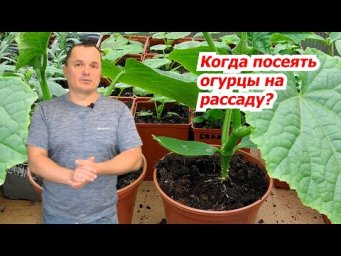 Когда сеять огурцы на рассаду- как не ошибиться со сроками посева.