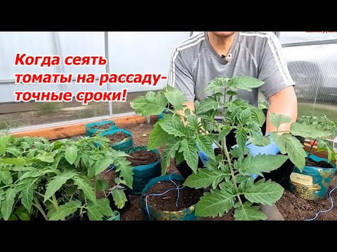 Когда посеять помидоры на рассаду- точные сроки, проверенные временем! Когда посеять помидоры на рассаду- точные сроки, проверенные временем!