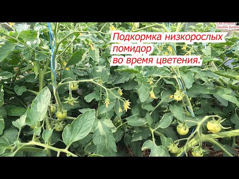 Кормим низкорослые томаты, чтобы не сбрасывали завязи. Кормим низкорослые томаты, чтобы не сбрасывали завязи.
