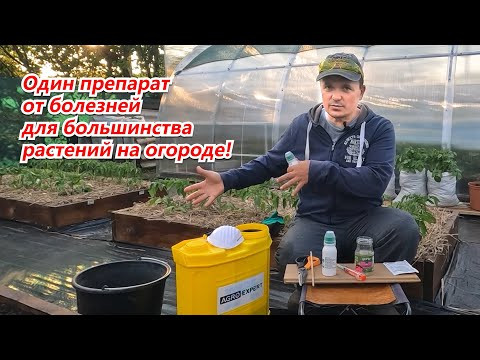 Профилактическая обработка от болезней одним препаратом всего огорода! Профилактическая обработка от болезней одним препаратом всего огорода!