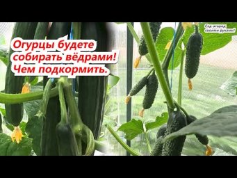 Подкормка огурцов для быстрого укрупнения.