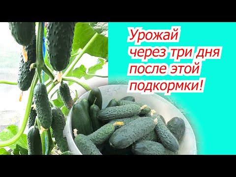 От одной подкормки собрали ведро огурцов! Через три дня после подкормки. От одной подкормки собрали ведро огурцов! Через три дня после подкормки.
