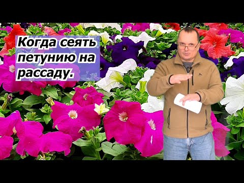 Когда сеять петунию на рассаду, что бы она не переросла. Когда сеять петунию на рассаду, что бы она не переросла.