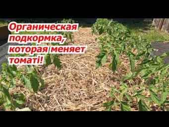 Подкормите так высаженную рассаду  томатов  и через неделю вы их не узнаете!