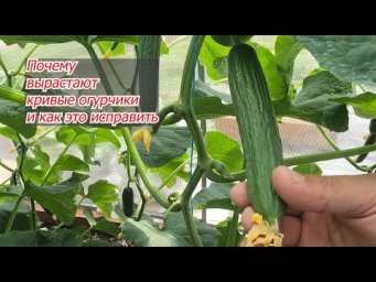 Чем подкормить огурцы, чтобы они не были кривыми!