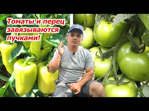 Томаты и перец ломятся от урожая- чем попрыскать, чтобы завязь была 100%!