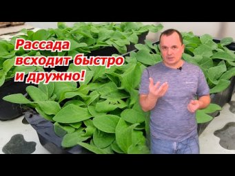 Начинаем новый сезон посева рассады. Что сеем в первую очередь.