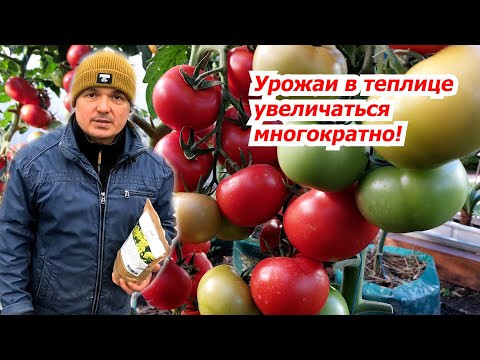 Сделайте ТАК в теплице прямо сейчас- плодородие повысится, а болезни уйдут! Сделайте ТАК в теплице прямо сейчас- плодородие повысится, а болезни уйдут!
